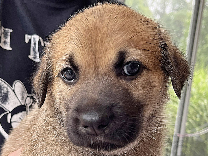 chinook puppy